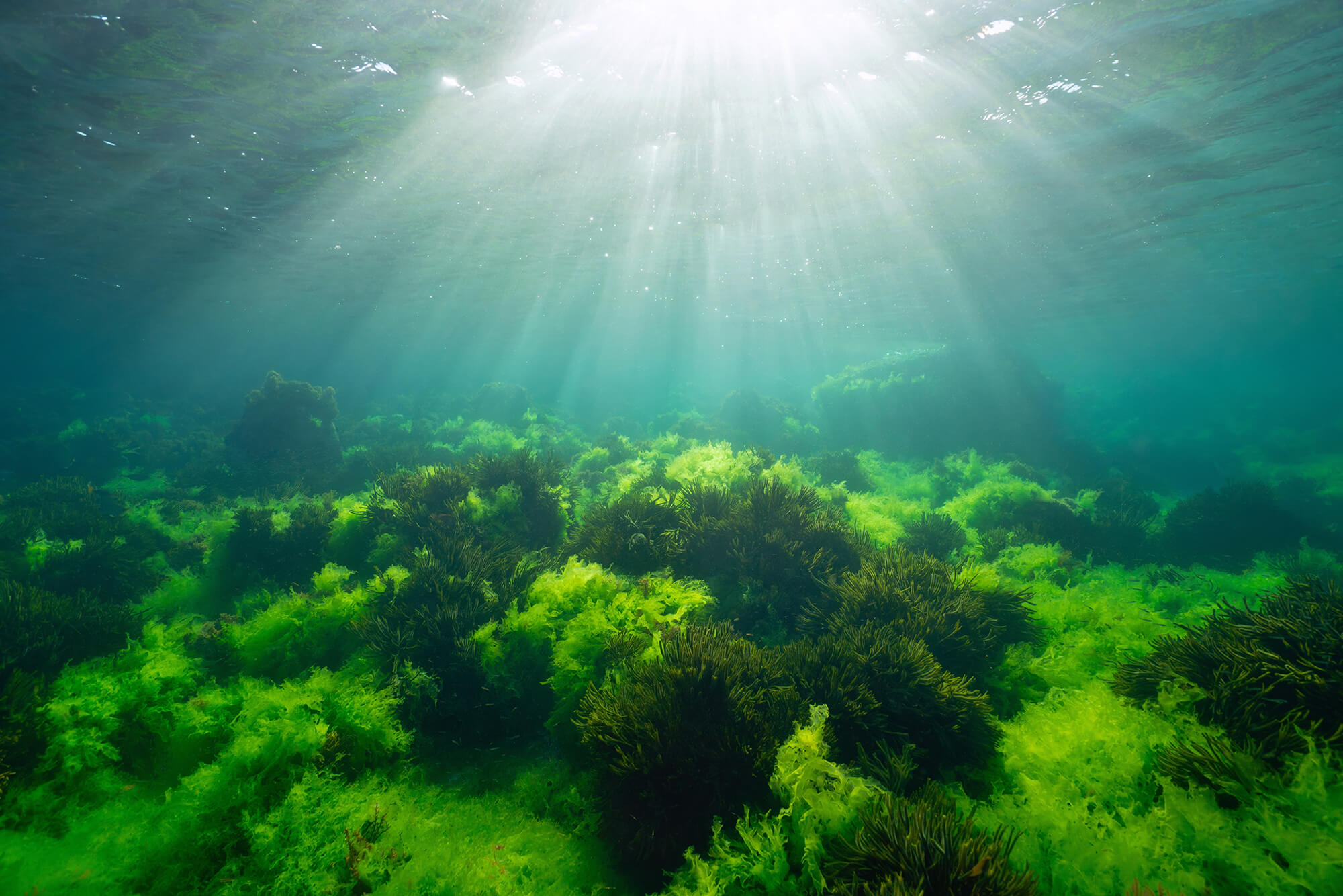 Etude de faisabilit&eacute; Algoculture